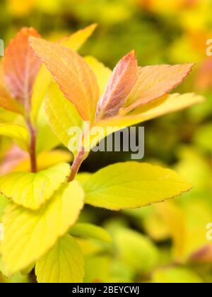 Spiraea japonica foglie nuove in primavera Foto Stock