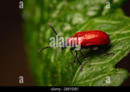 Giglio rosso Beetle (Lilioceris lilii) Foto Stock