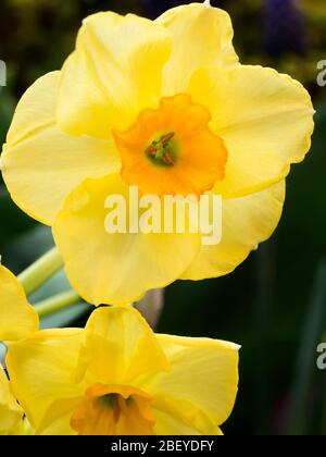 Narcissus Jonquilla Martinette daffodil in fiore in primavera Foto Stock