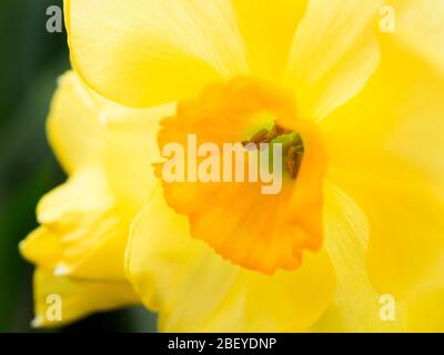 Narcissus Jonquilla Martinette daffodil in fiore in primavera Foto Stock