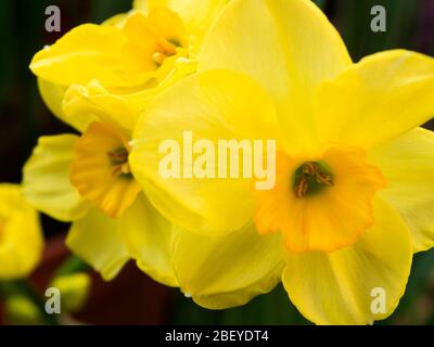 Narcissus Jonquilla Martinette daffodil in fiore in primavera Foto Stock