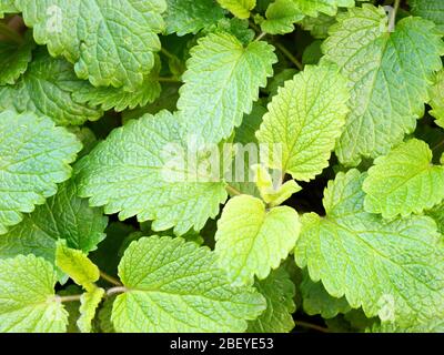 Melissa officinalisor limone balsamo foglie fresche in primavera Foto Stock