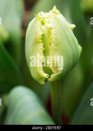 Tulipa Hybrid Queensland tulip circa per aprire in primavera Foto Stock