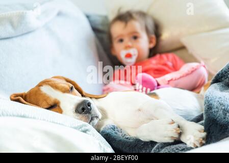 Il cane Beagle dorme sul divano. Bambina in camicia rossa sdraiata sul ventre accanto a lui. Foto Stock