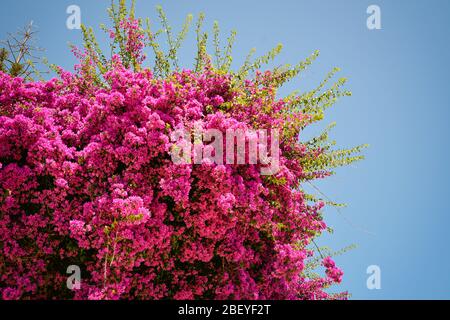 Pianta di bouganville con splendidi fiori viola, Italia. Bougainvillea glabra Foto Stock