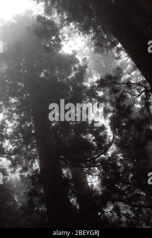 Alberi di cedro giapponesi sugi nella nebbia vicino a Nikko, Giappone Foto Stock