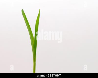 Primo piano di un isolato Sweet Corn Seedling (Zea Mays, monocotiledone), 6 giorni dopo la piantagione, Londra, Regno Unito. Foto Stock