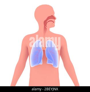 Illustrazione 3D dell'anatomia del sistema respiratorio umano. Rappresentazione grafica dei polmoni, bronchi, trachea ed ENT. Su sfondo bianco. Foto Stock