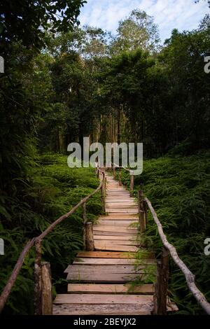 Un passaggio in legno rialzato conduce il percorso attraverso fitte foglie e foreste. Foto Stock