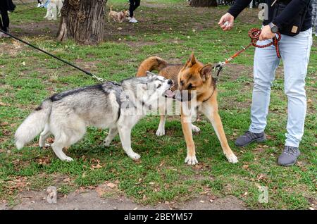 Wroclaw, Polonia - Settembre 8 2019: Parata di cani Hau sei? Due cani Husky - bianco-nero e rosso stanno giocando nel parco. Cane cercare di mordere un altro cane Foto Stock