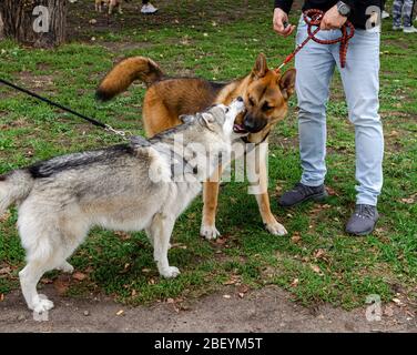 Wroclaw, Polonia - Settembre 8 2019: Parata di cani Hau sei? Due cani Husky - bianco-nero e rosso stanno giocando nel parco. Cane cercare di mordere un altro cane Foto Stock