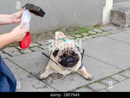 Wroclaw, Polonia - Settembre 8 2019: Parata di cani Hau sei?: Il cane PUG è stanco e assetato. PUG posò sul marciapiede dopo l'annaffiatura e la lunga passeggiata. Foto Stock