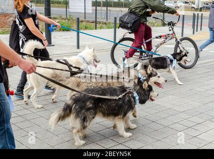 Wroclaw, Polonia - Settembre 8 2019: Parata di cani Hau sei?: Pochi cani Husky che camminano in città sulle ciglia con i proprietari. Foto Stock