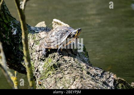 Una tartaruga a cursore dalle tonalità gialle (Trachemys scripta scripta) che si crogiola sullo stagno di accesso, Kent, UK Foto Stock