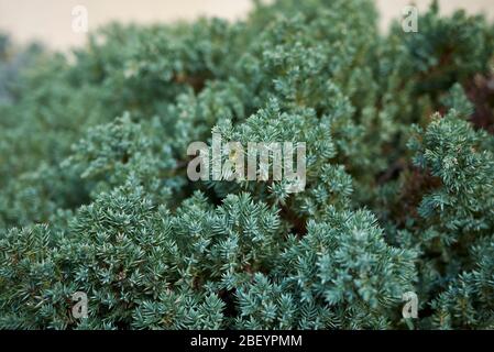 Junipperus procumbens verde blu fogliame primo piano Foto Stock