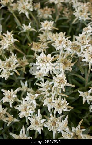 Piante di nivale di Leontopodium in fiore Foto Stock