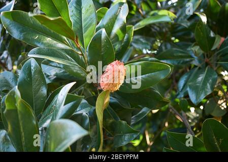 Magnolia ramo grandifflora con frutta Foto Stock