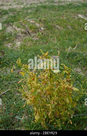 Mercurialis annua pianta in fiore Foto Stock