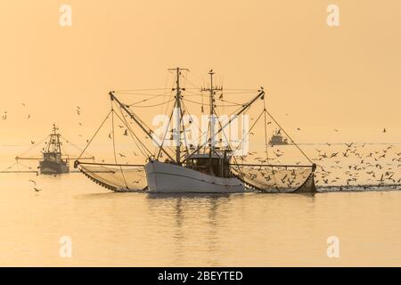 Pescherecci da traino con reti da traino e sciame di gabbiani al tramonto, Buesum, Mare del Nord, Schleswig-Holstein, Germania Foto Stock