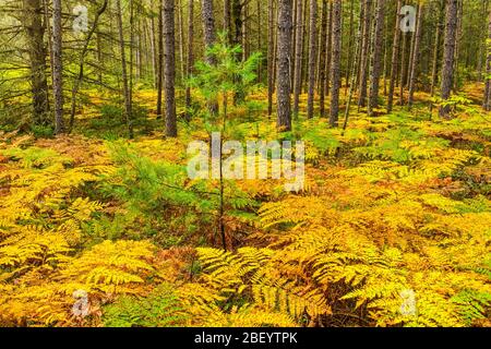 Pineta con felci nel minimarismo in fine estate, Algonquin Provincial Park, Nipissing Township, Ontario, Canada Foto Stock