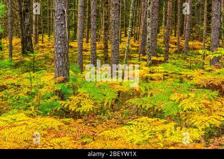 Pineta con felci nel minimarismo in fine estate, Algonquin Provincial Park, Nipissing Township, Ontario, Canada Foto Stock