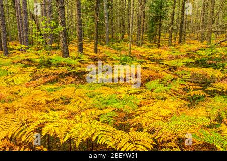 Pineta con felci nel minimarismo in fine estate, Algonquin Provincial Park, Nipissing Township, Ontario, Canada Foto Stock