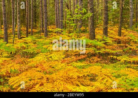 Pineta con felci nel minimarismo in fine estate, Algonquin Provincial Park, Nipissing Township, Ontario, Canada Foto Stock