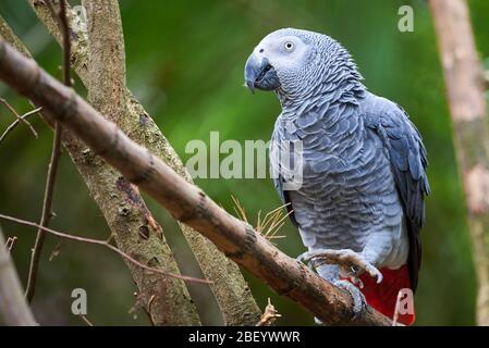 Pappagallo grigio (Psittacus erithacus) Congo pappagallo grigio africano Foto Stock