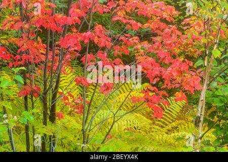 Fine estate ha interrotto colonia di felci con acero rosso in colore di caduta precoce, Greater Sudbury, Ontario, Canada Foto Stock