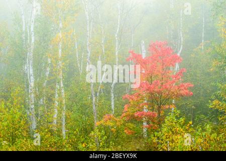 Colore di caduta precoce su un acero rosso nella nebbia, Greater Sudbury, Ontario, Canada Foto Stock