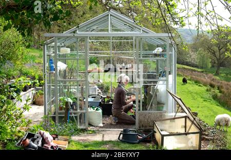 Donna anziana giardiniere che lavora in serra semina semi, trapiantando piantine e freddo telaio sulla soleggiata primavera giorno Dyfed West Wales UK KATHY DEWITT Foto Stock