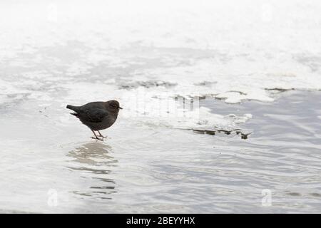 Bilanciere americano nel Parco Nazionale di Yellowstone Montana USA Foto Stock