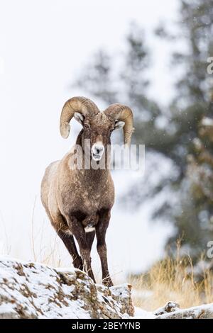 Pecore Bighorn nel Parco Nazionale di Yellowstone Montana USA Foto Stock