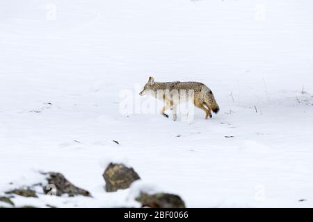 Coyote nel Parco Nazionale di Yellowstone USA Foto Stock