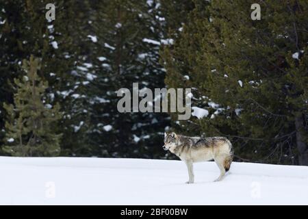 Wapity Lake wolf pack Yellowstone National Park Montana USA Foto Stock