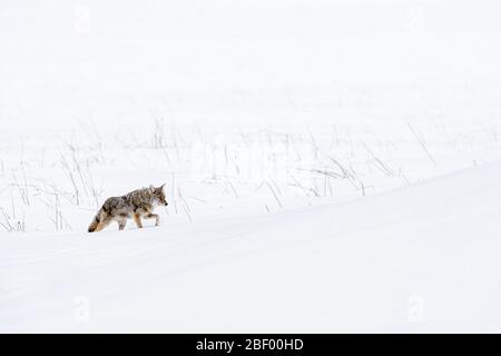 Coyote nel Parco Nazionale di Yellowstone USA Foto Stock