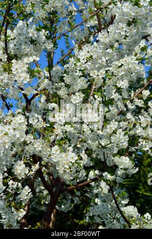 Giovane albero di ciliegio in fiore Foto Stock