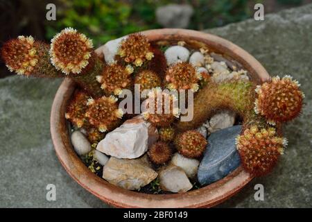 Un cactus di pizzo d'oro in vaso da fiori Foto Stock