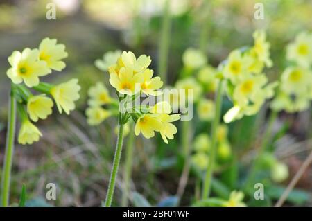 Cowslip (Primula veris) Foto Stock