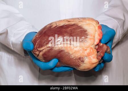Medico maschile, veterinario, mani in guanti blu tenere il cuore dopo l'intervento chirurgico. Chirurgia cardiaca. Salute del cuore. Assistenza sanitaria. Foto Stock