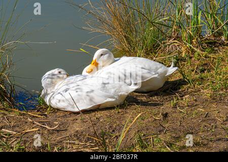 Primo piano basso livello di Aylesbury American Heavy Pekin Peking Duck domestico mostra una vista dettagliata della testa becco e degli occhi Foto Stock