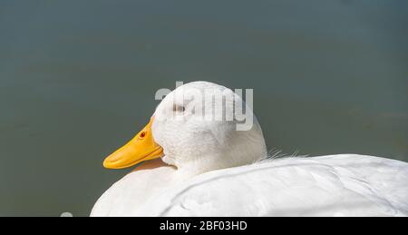 Primo piano basso livello di Aylesbury American Heavy Pekin Peking Duck domestico mostra una vista dettagliata della testa becco e degli occhi Foto Stock