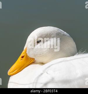 Primo piano basso livello di Aylesbury American Heavy Pekin Peking Duck domestico mostra una vista dettagliata della testa becco e degli occhi Foto Stock