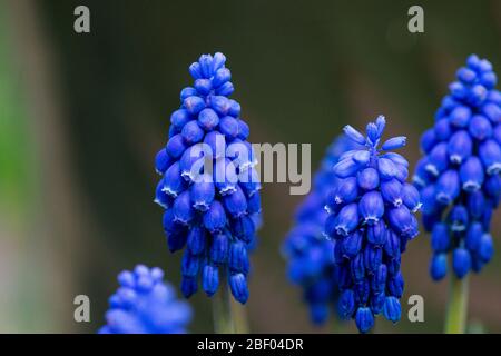 I fiori di un iacinto di uva armeno (Muscari armeniacum) Foto Stock