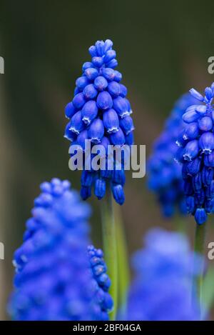 I fiori di un iacinto di uva armeno (Muscari armeniacum) Foto Stock