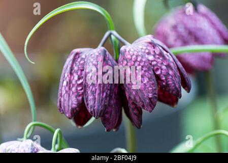 I fiori viola a forma di campana di un fritillario con testa di serpente (Fritillaria meleagris) Foto Stock