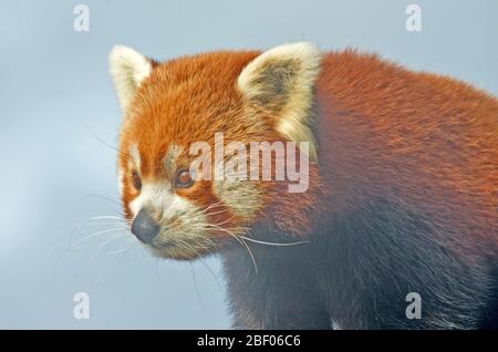 PANDA ROSSO Ailurus fulgens Asia Foto Stock