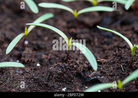 COSMOS bipinnatus conchiglie marine piantine miste coltivate in una vaschetta di semina in serra Foto Stock
