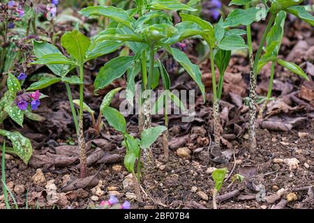 I gambi e le foglie di un drago arum (Dracunculus vulgaris) prima della fioritura Foto Stock