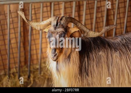 bella capra di montagna. Ritratto di montone. Capra di montagna con corna grandi in zoo. Foto Stock